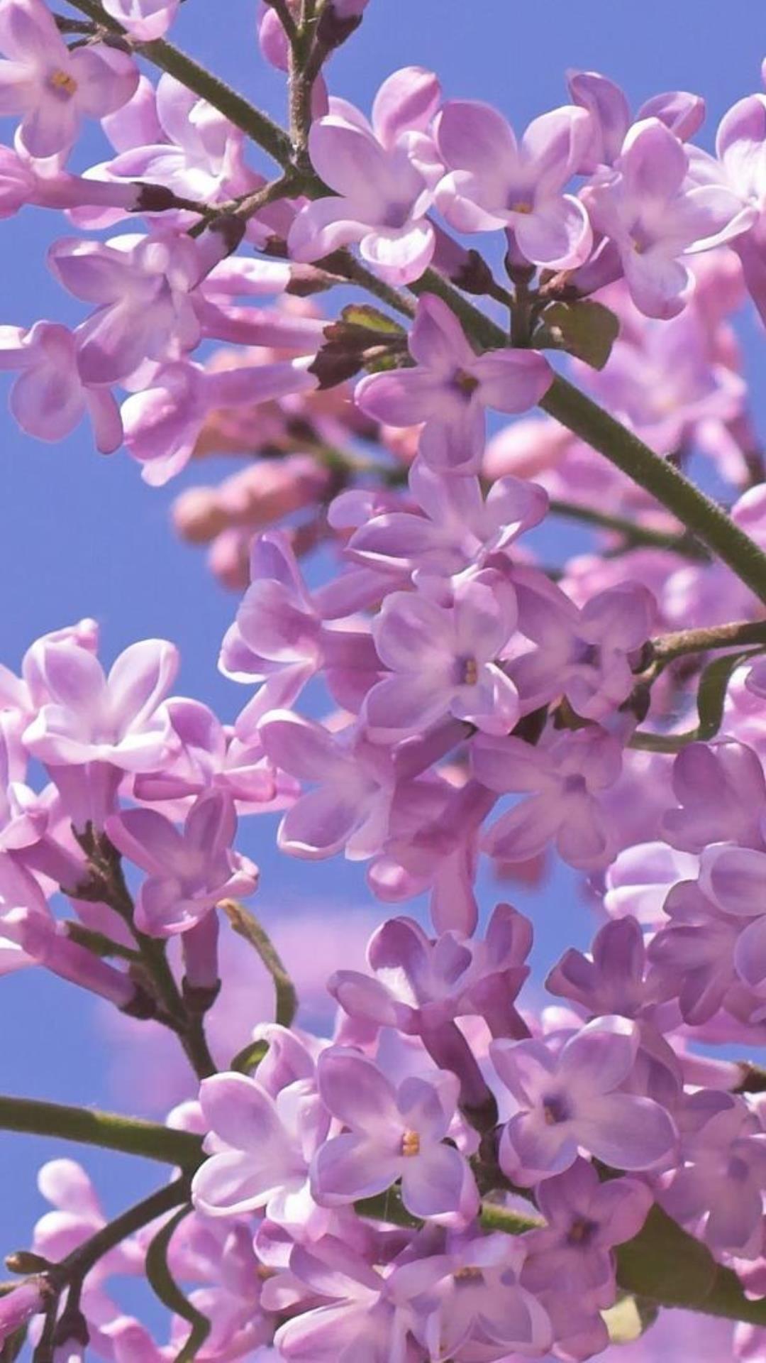 Lovely lilac. Flower Wallpaper for Android