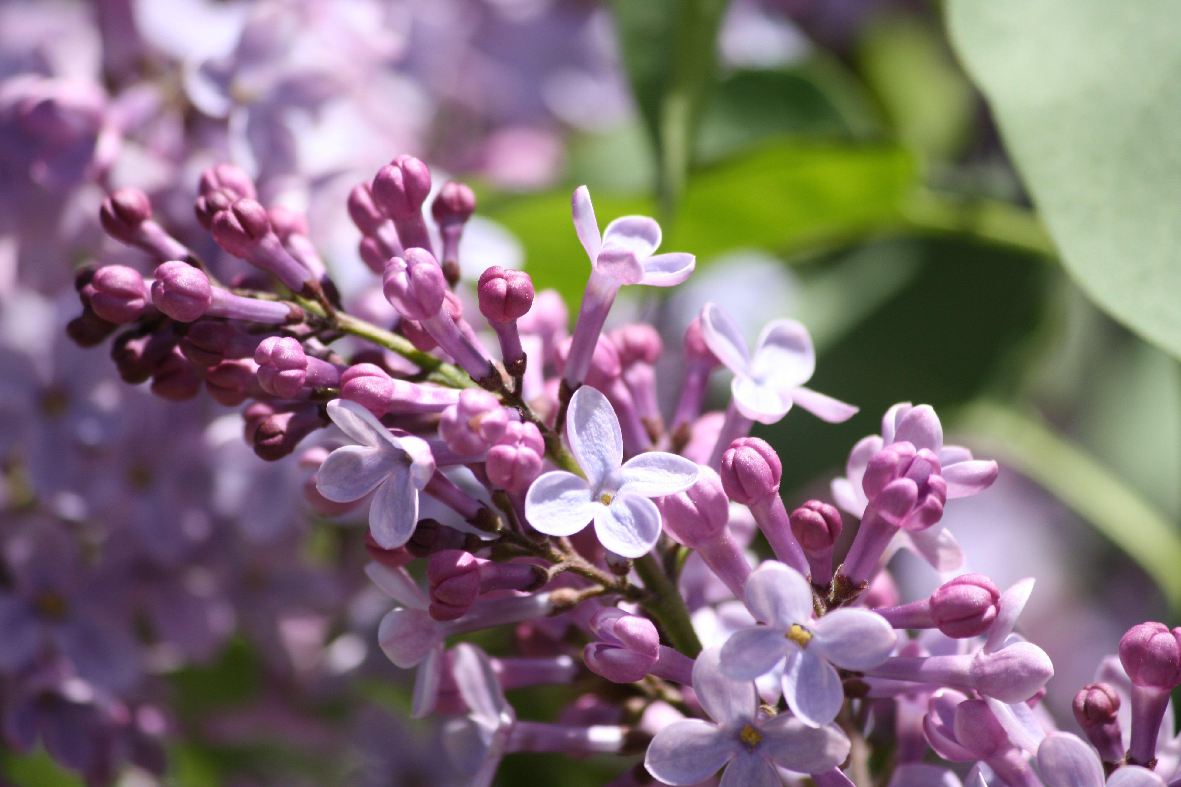 Lilac Flowers Starting to Bloom Picture. Free Photograph. Photo