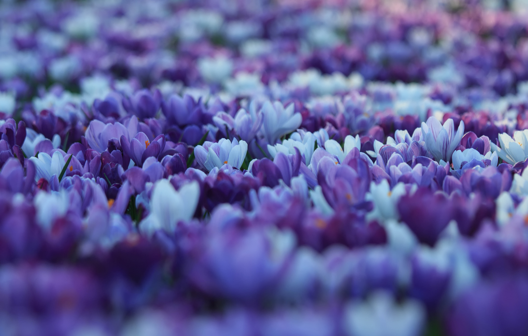 Glade Blue and Lilac Crocuses wallpaper 2018 in Flowers