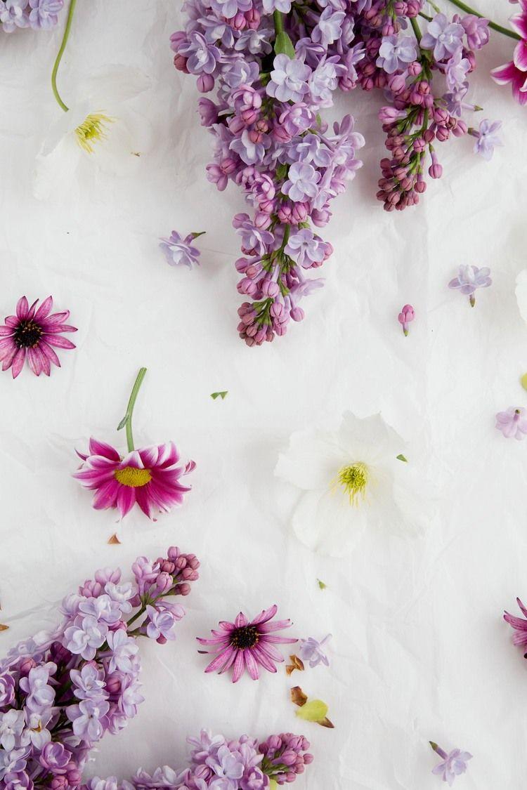 lovely lilacs. Duvar kağıtları. Cellphone wallpaper, Flower