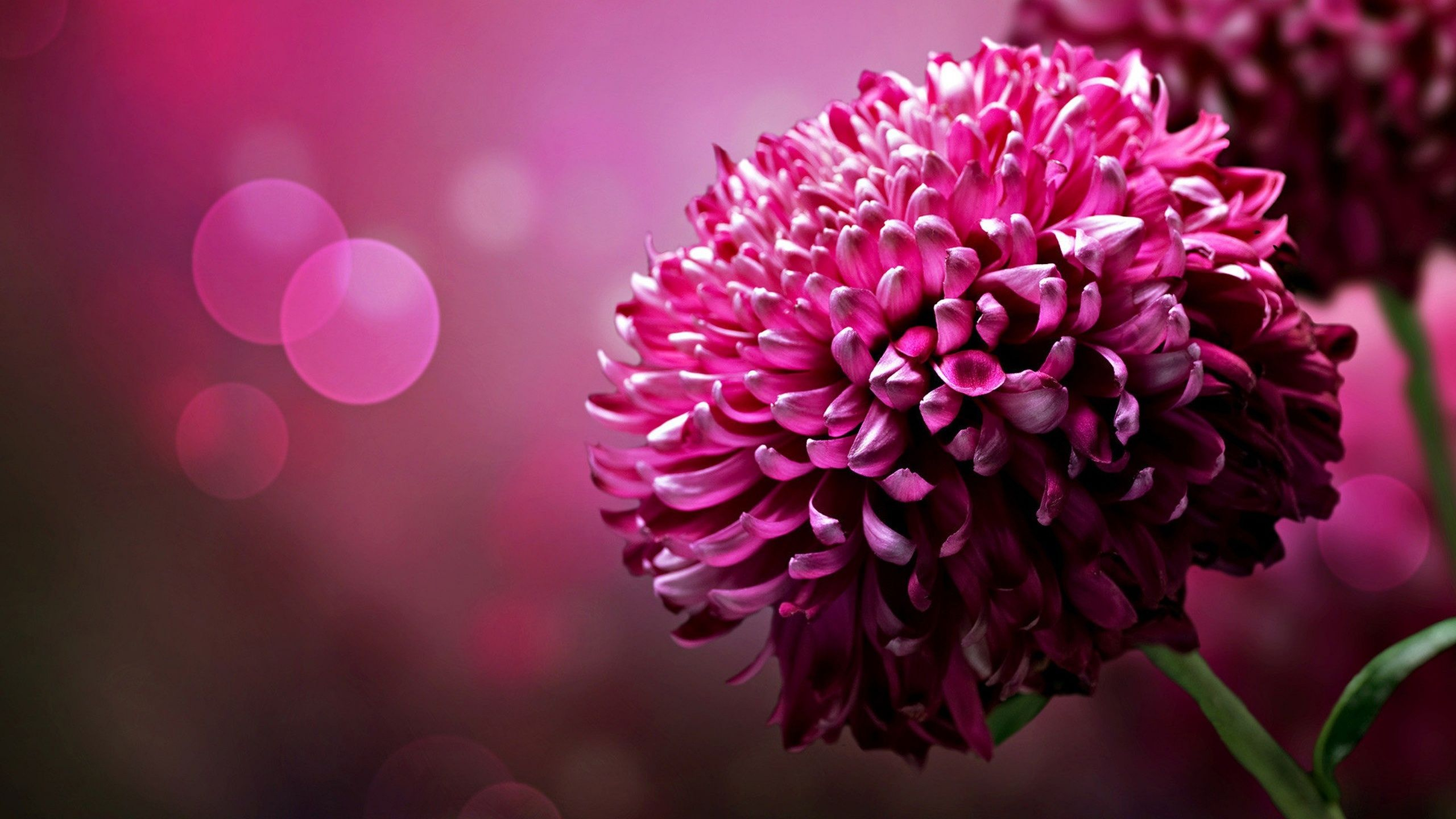 Lovely Image Of Flowers HD Wallpaper. High Definition Wallpaper