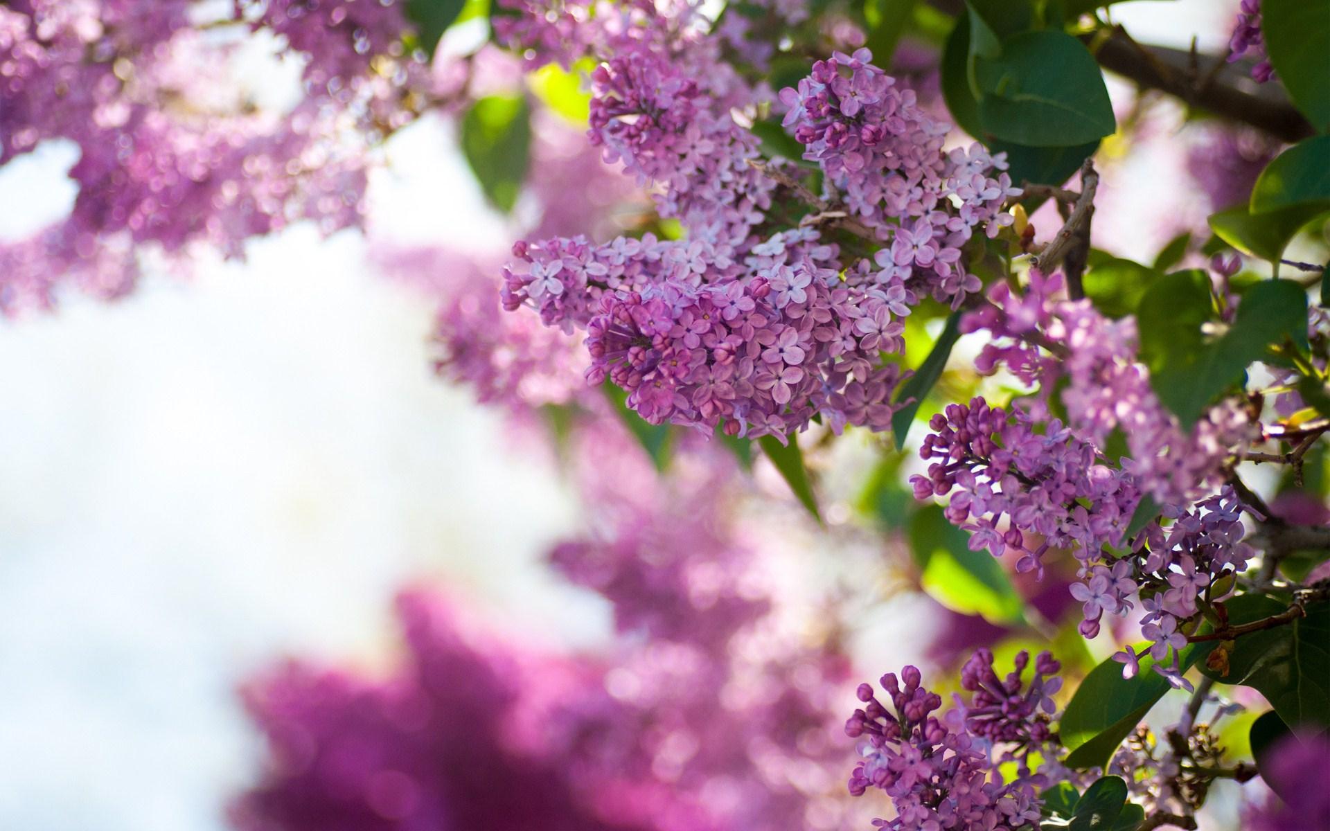 Lilac Wallpaper HD Picture