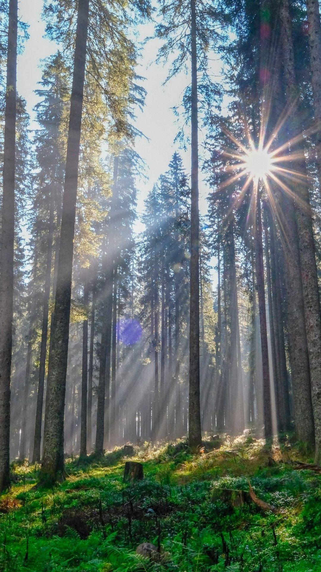 Sunbeams though trees, nature, morning, 1080x1920 wallpaper. Nature