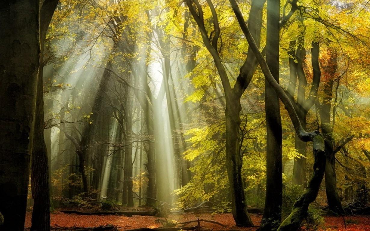 nature landscape sunbeams forest fall leaves trees mist