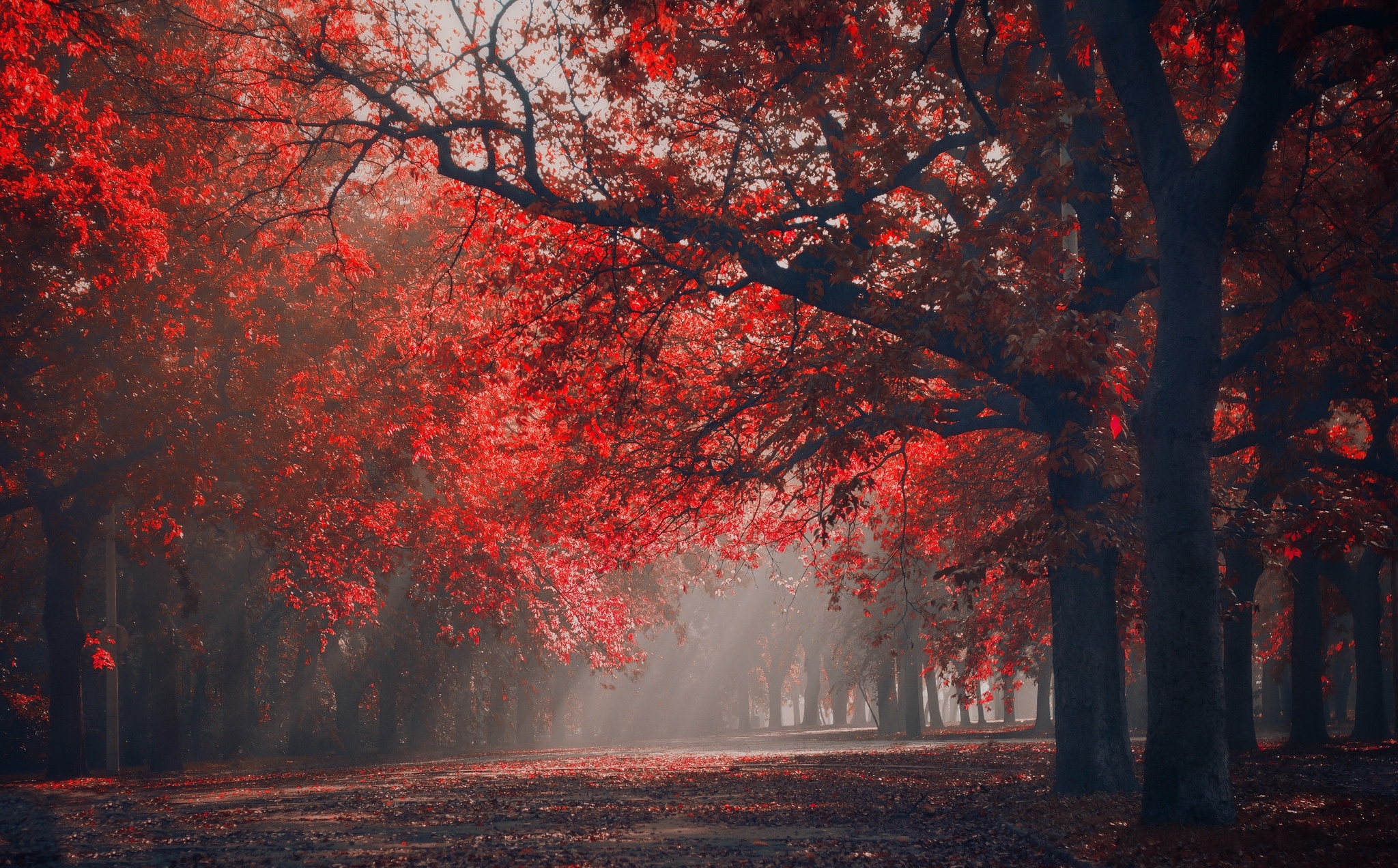 lovely, beautiful, sunbeams, park, morning view, leaves, calm, red