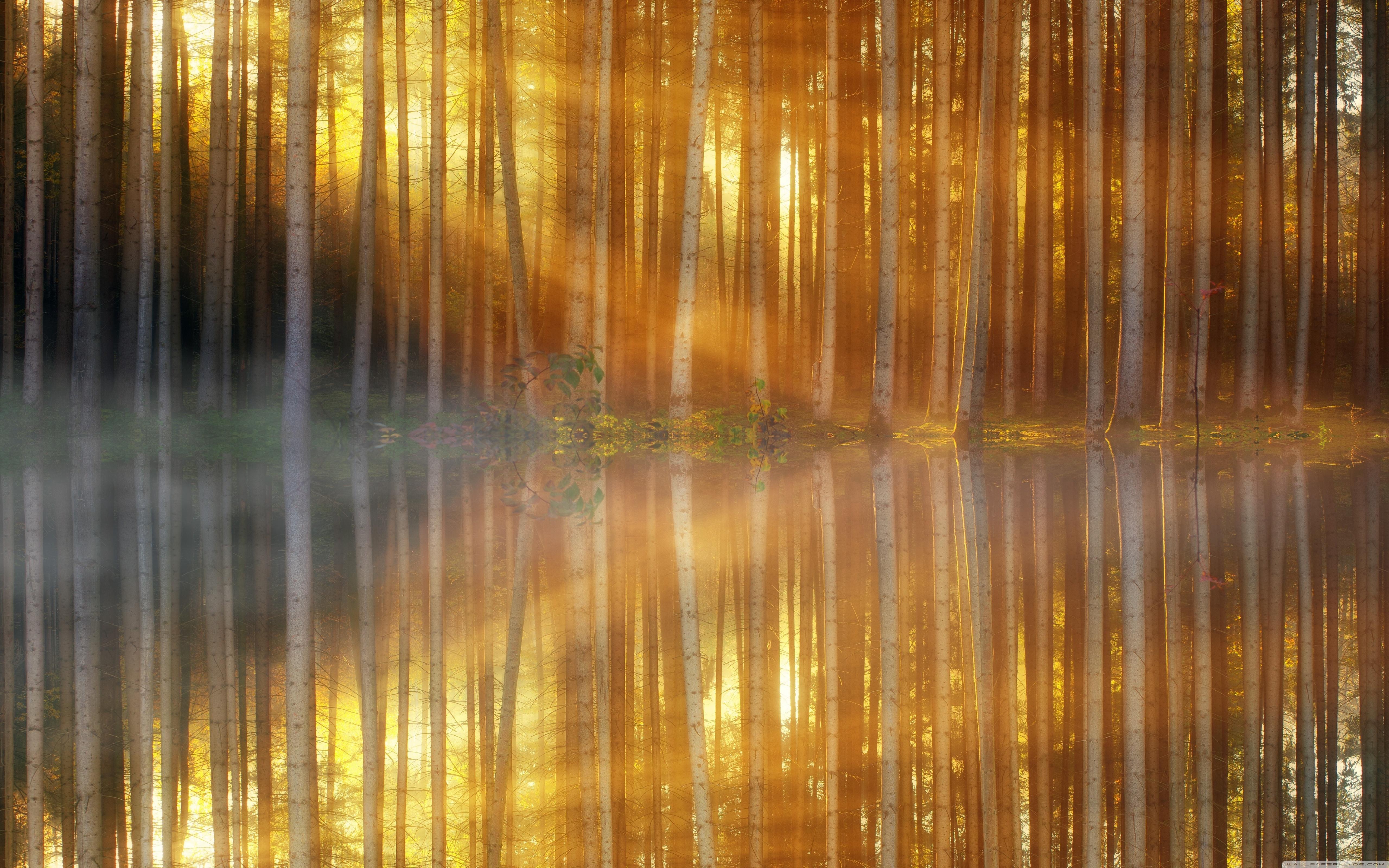 Sunbeams through Forest Trees, Lake Reflection ❤ 4K HD Desktop