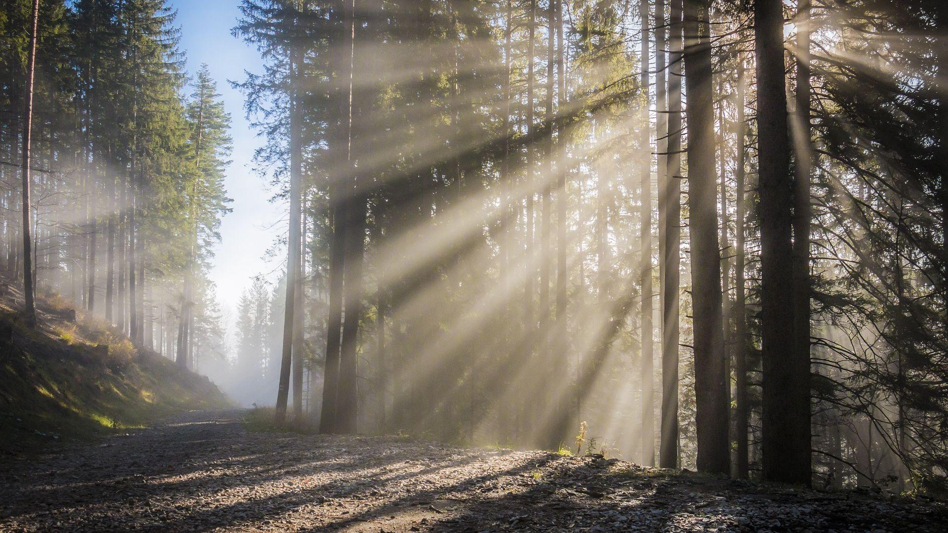 Sunbeam Coming From Trees in Forest Wallpaper