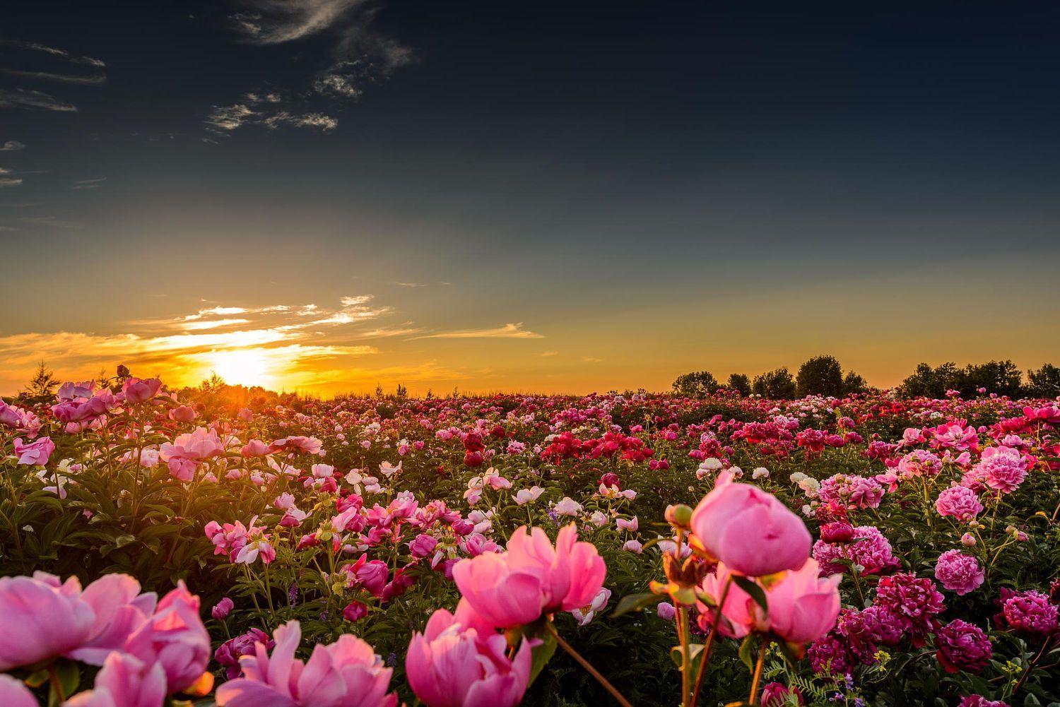 Peonies At Sunset Wallpapers - Wallpaper Cave