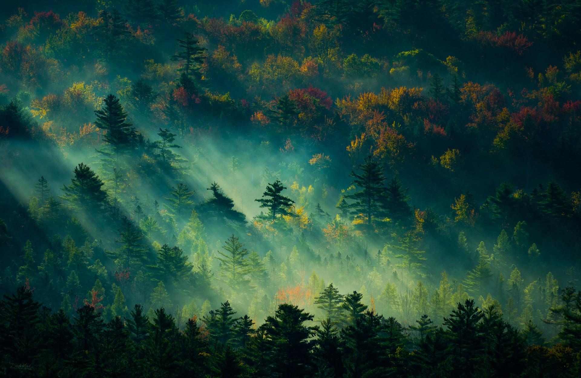 #mist, #forest, #trees, #landscape, #sunbeams, #fall