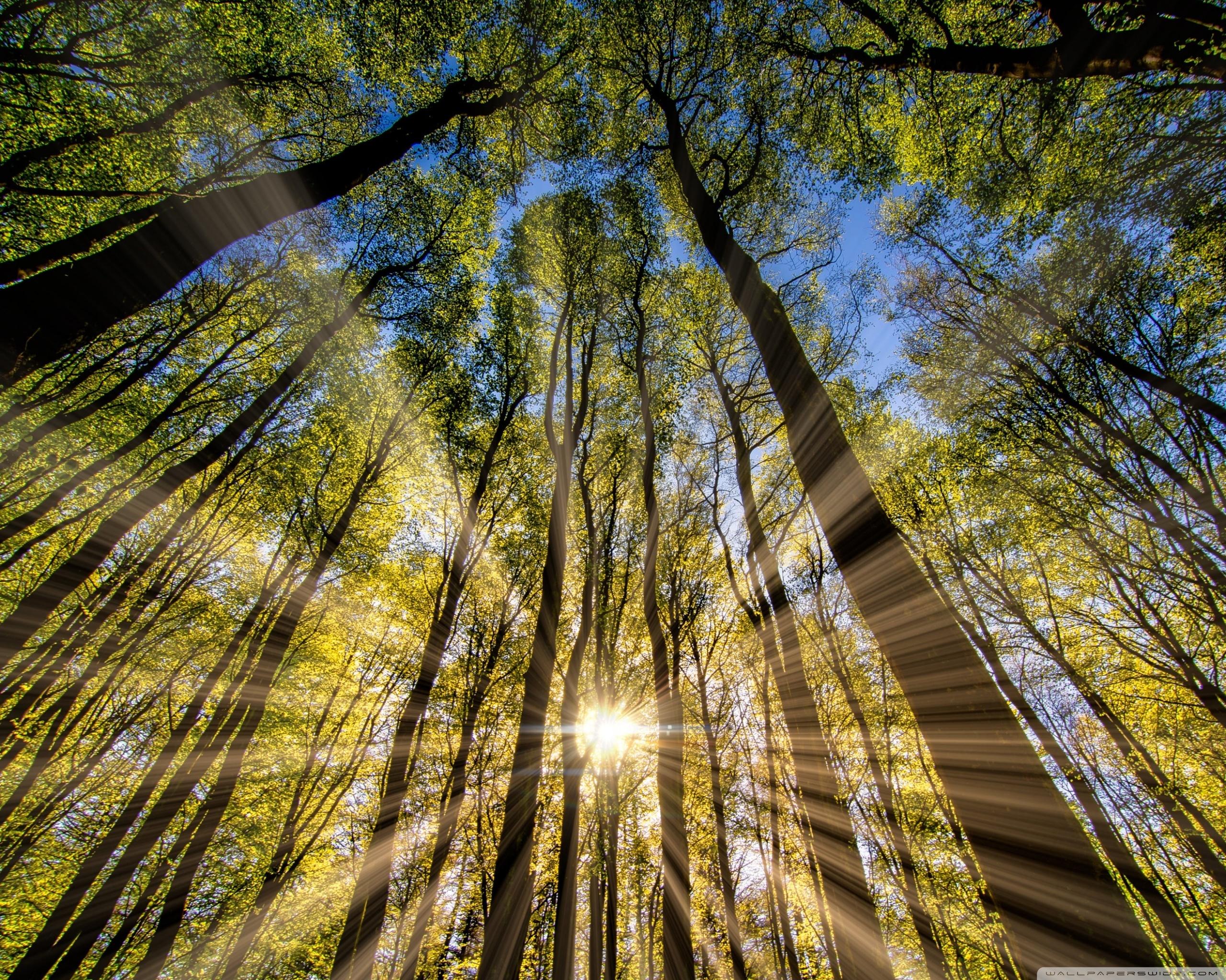 Forest, Trees, Spring, Sunbeams ❤ 4K HD Desktop Wallpaper for 4K