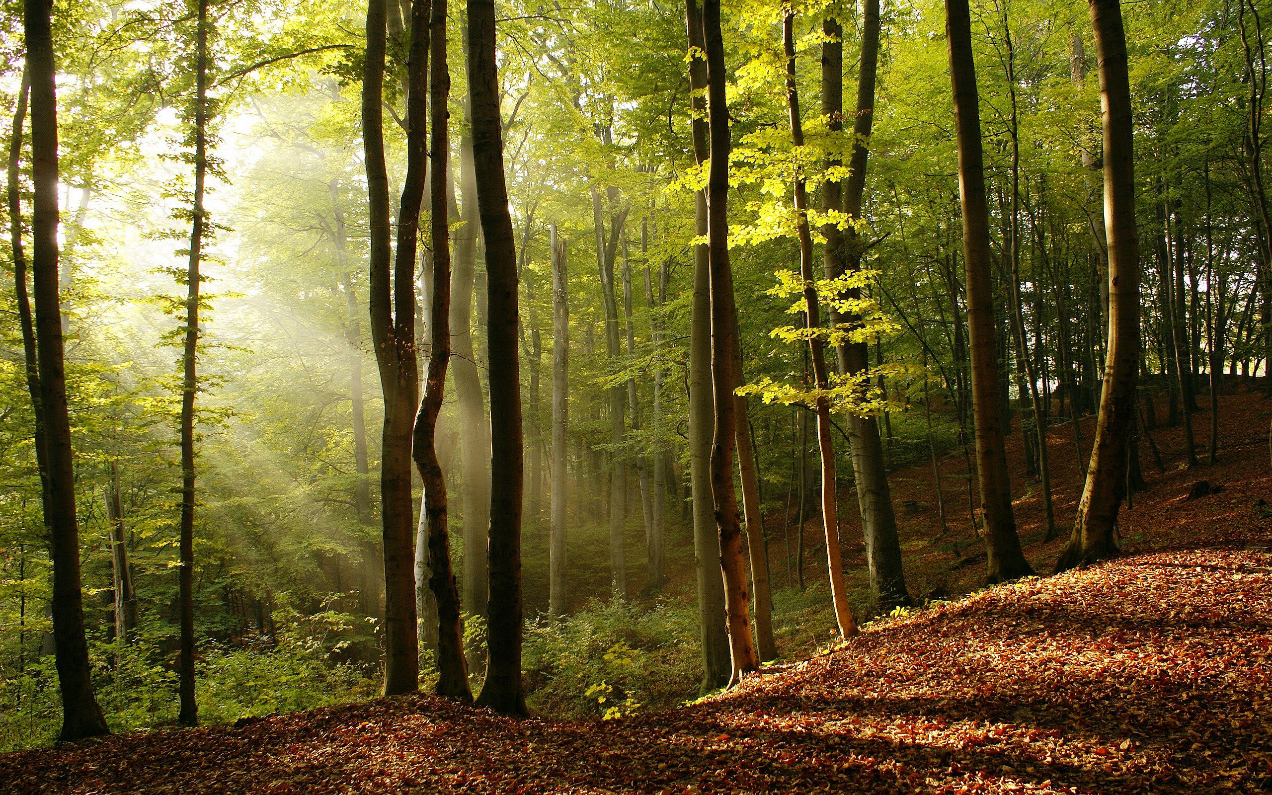 Sunbeams Through Trees in the Forest # 2560x1600