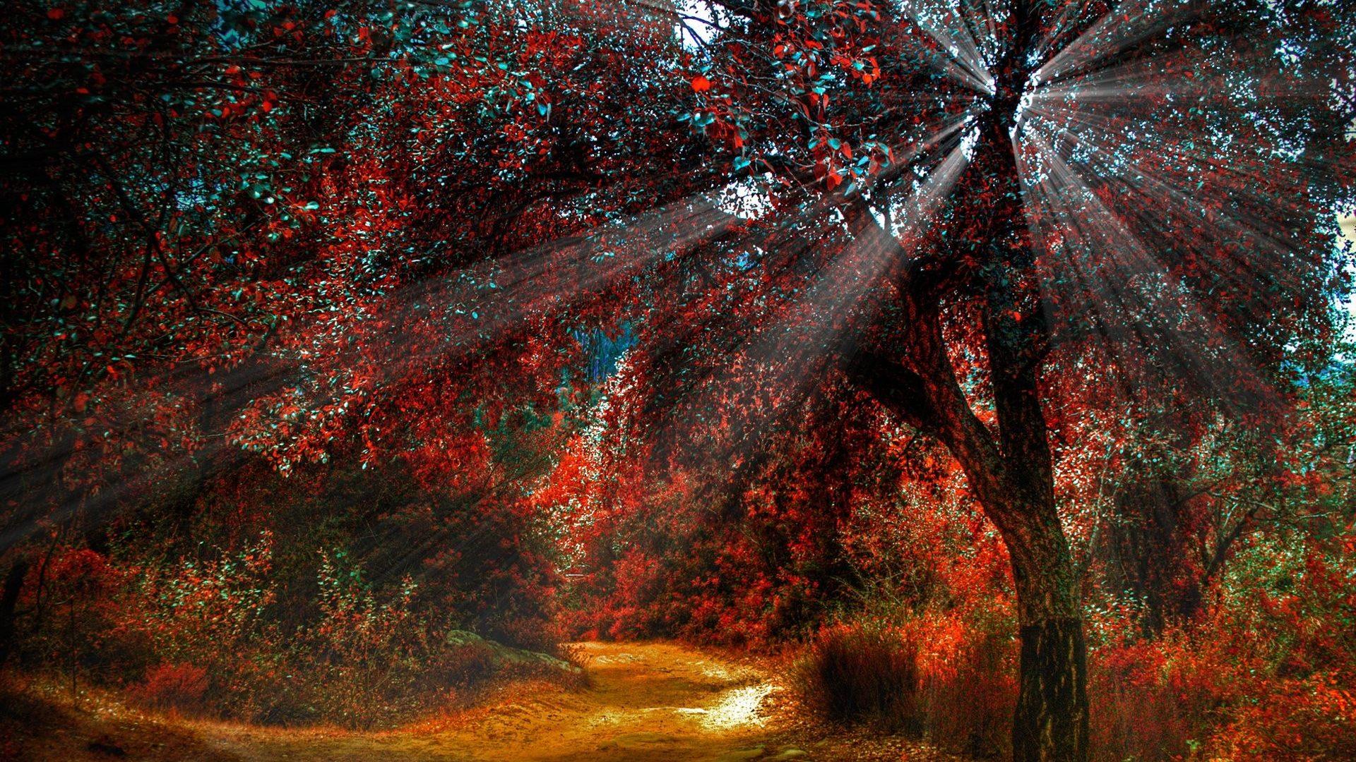 Forests: Trail Red Seasons Landscapes Magical Autumn Fall Nature Sun