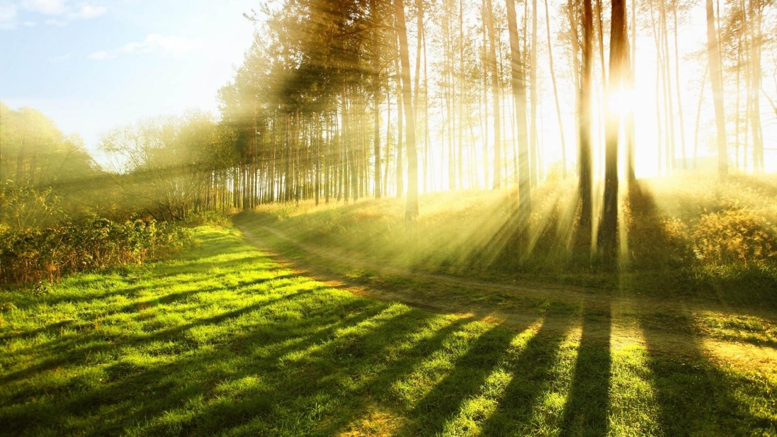 Download 1600x900 Sunbeam, Trees, Grass, Sun Rays Wallpaper