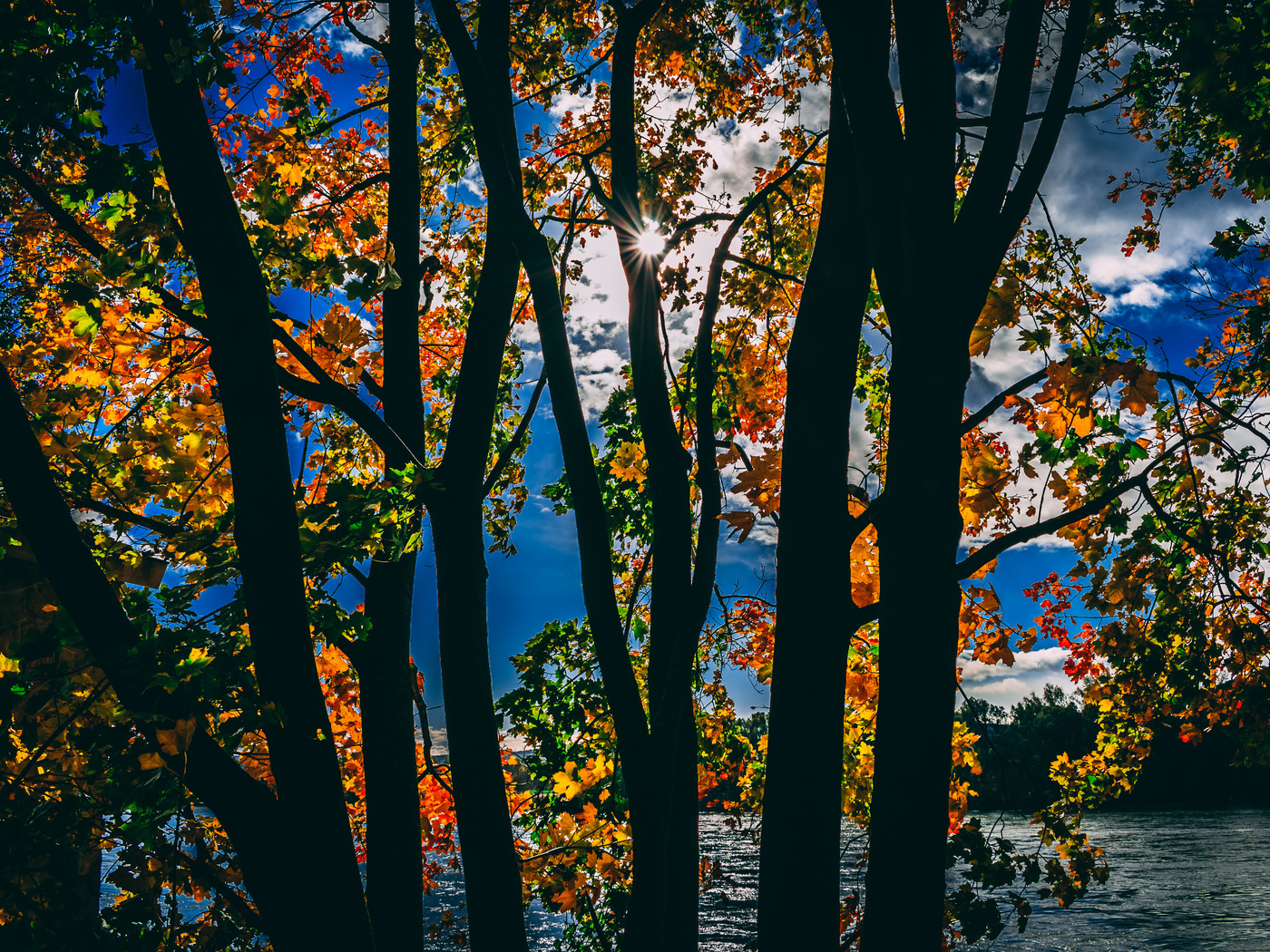 Sunbeams Between Trees In Autumn Season Daylight 5k