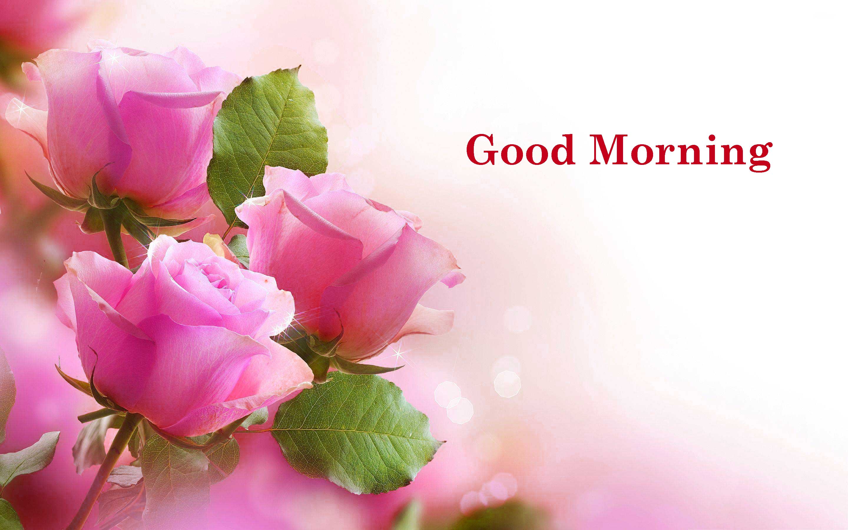 Good Morning Flowers Image Photo Pics HD Download Here