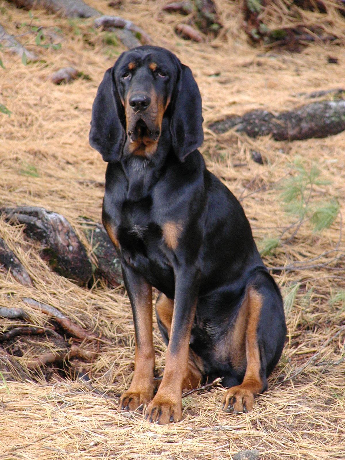 What is the cost of feeding American Black and Tan Coonhounds on a daily basis?