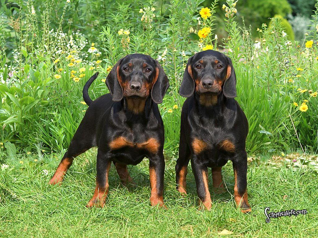 black and tan coonhounds. Because I can. Black dogs breeds, Hound