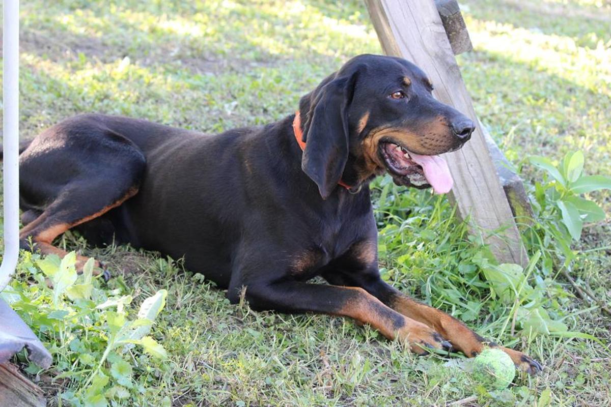 Black and Tan Coonhound Wallpaper HD Download