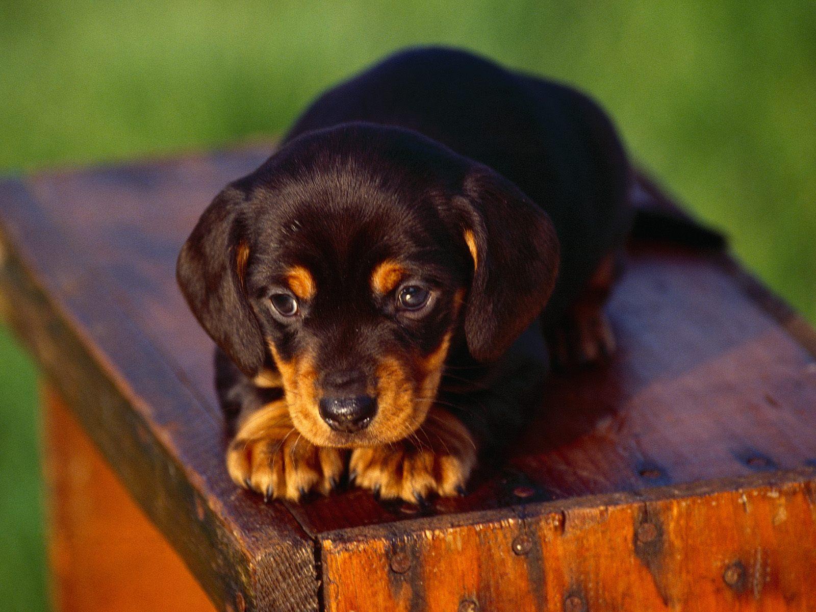 Black And Tan Coonhound Wallpapers Wallpaper Cave