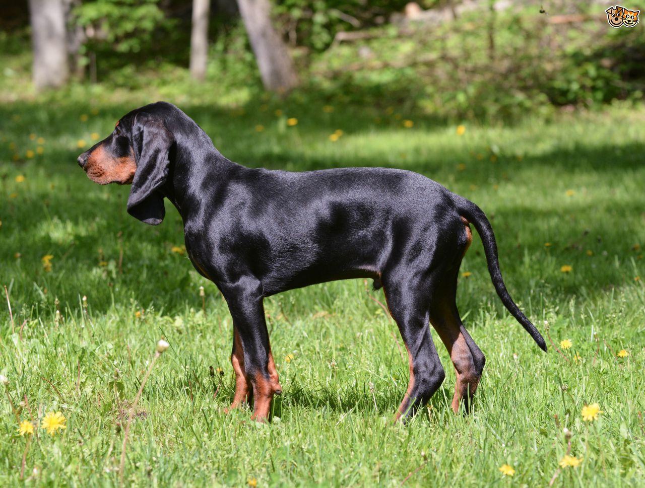 black and tan Coonhound .pets4homes.co.uk