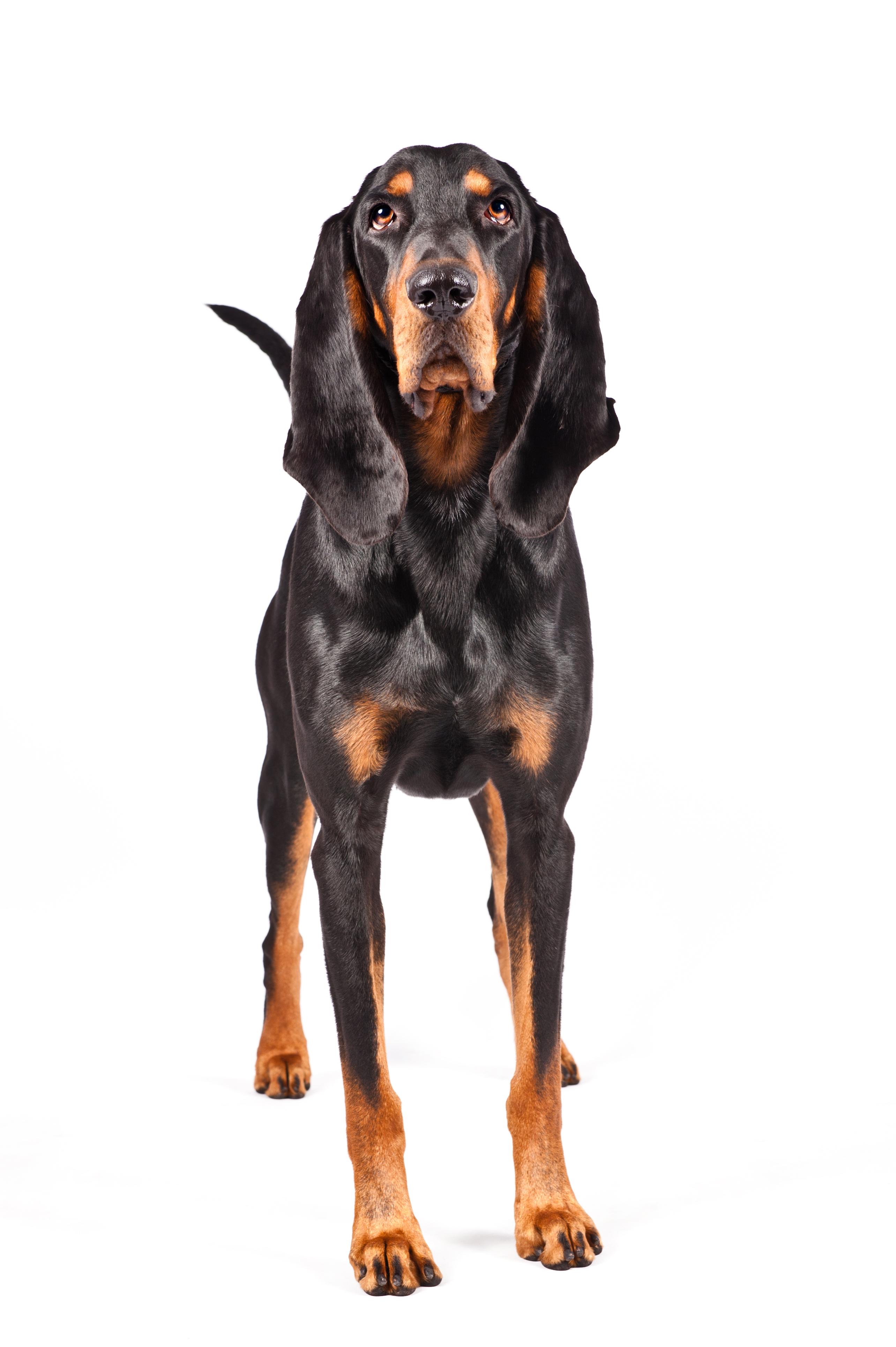 Dog of the Day. Black and Tan Coonhound Dog! Pet Photography