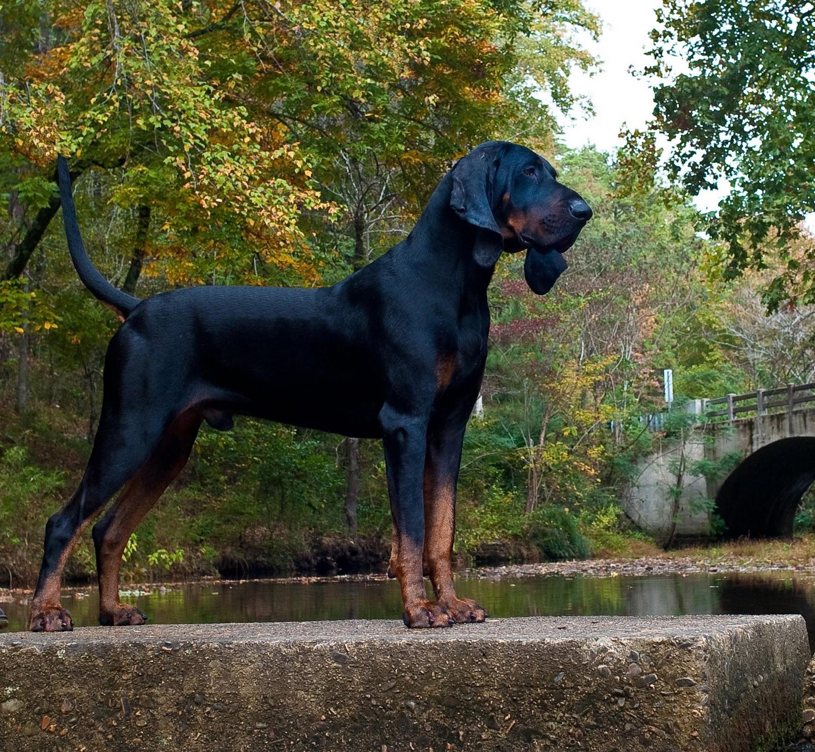 Black and Tan Coonhound Information and .petguide.com