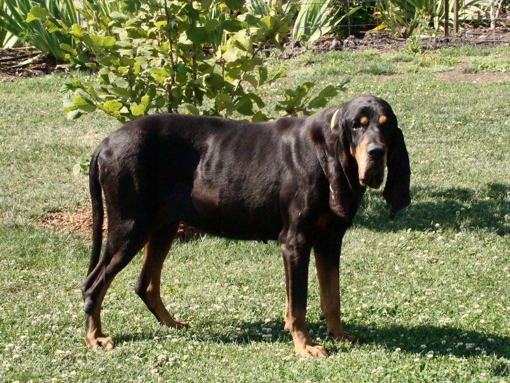 Black And Tan Coonhound. My grandmas coonhound =)