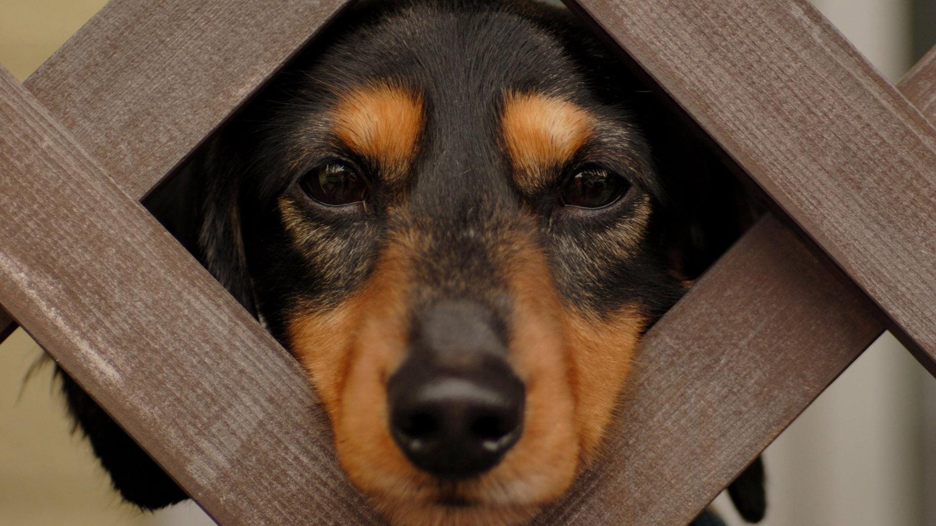Coonhound 1080P, 2K, 4K, 5K HD wallpaper free download. Wallpaper