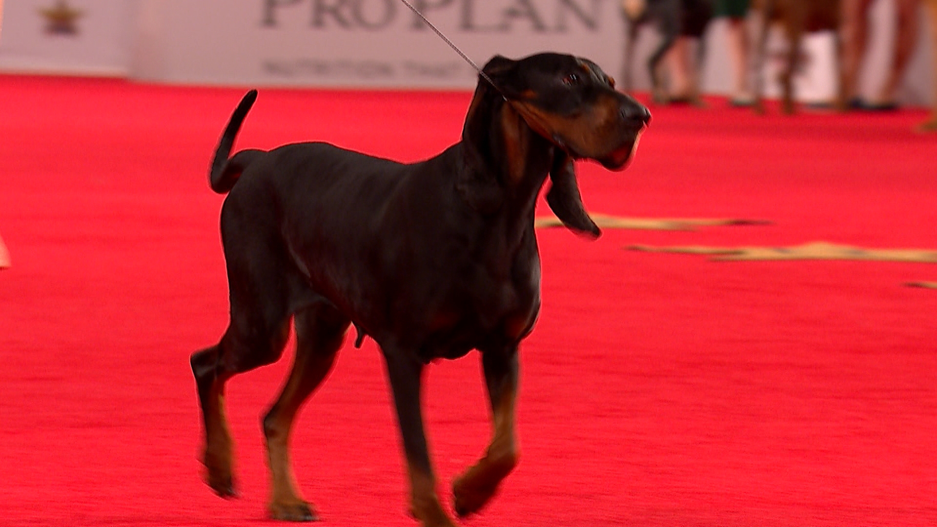 Black and Tan Coonhound, 2019 Beverly Hills Dog Show, Hound Group