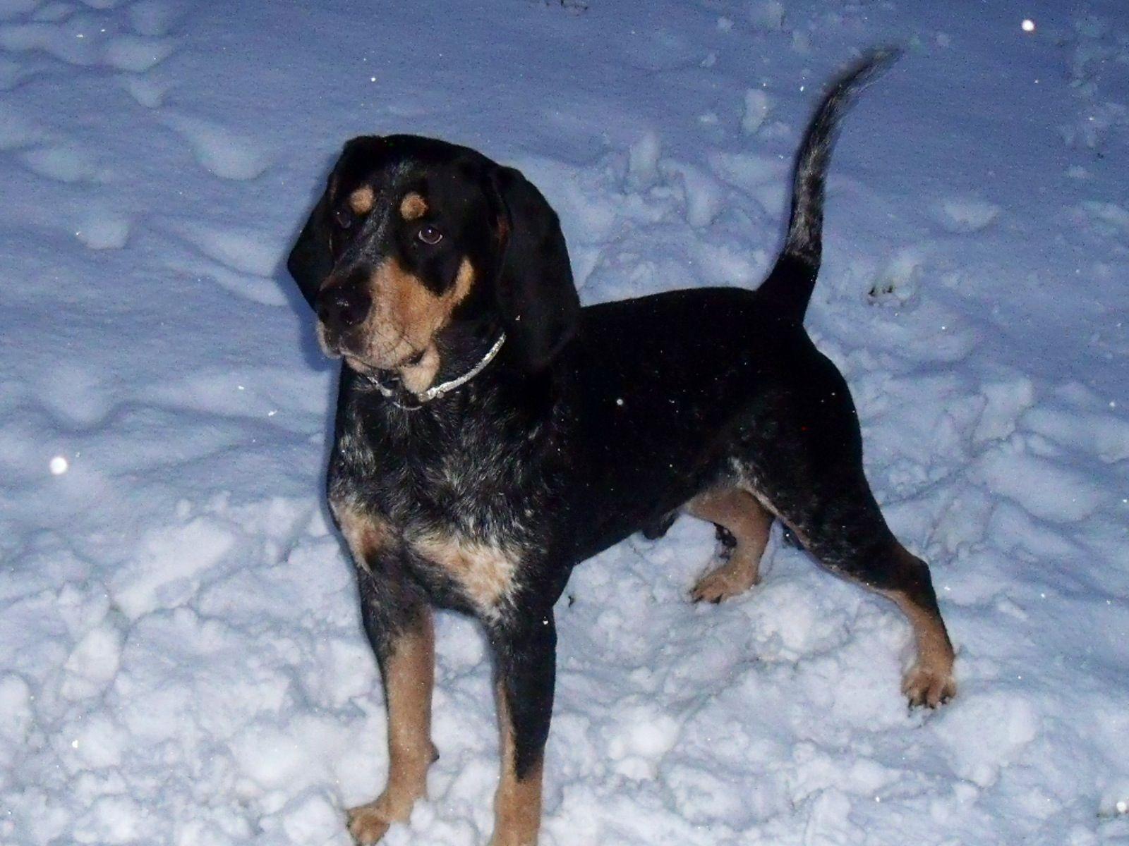 Blue tick black and tan mixed coon hound looks like my bebe. Cant