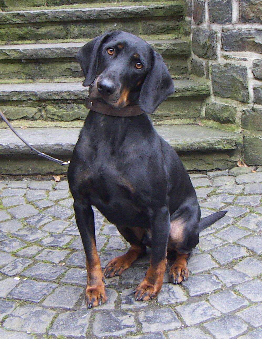 austrian black and tan hound.. austrian black and tan hound