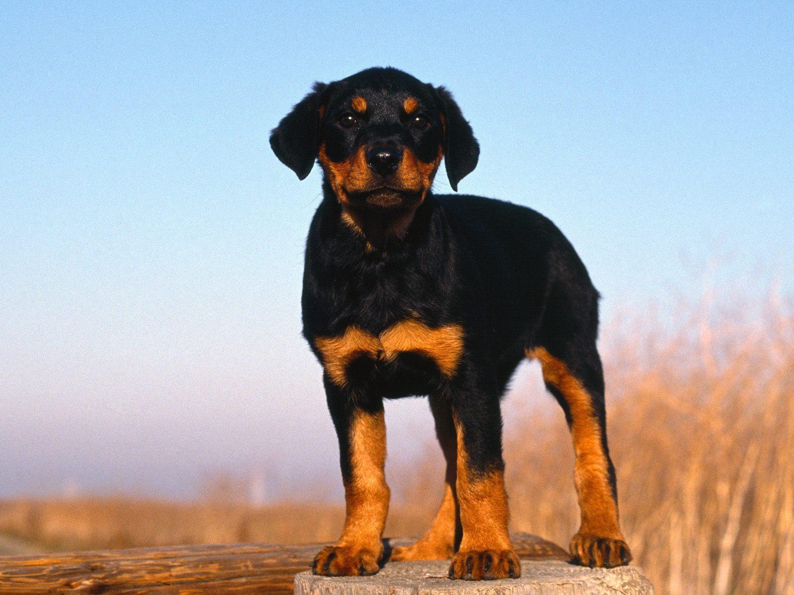 tuta larawan rottweiler tuta HD wolpeyper and background mga litrato