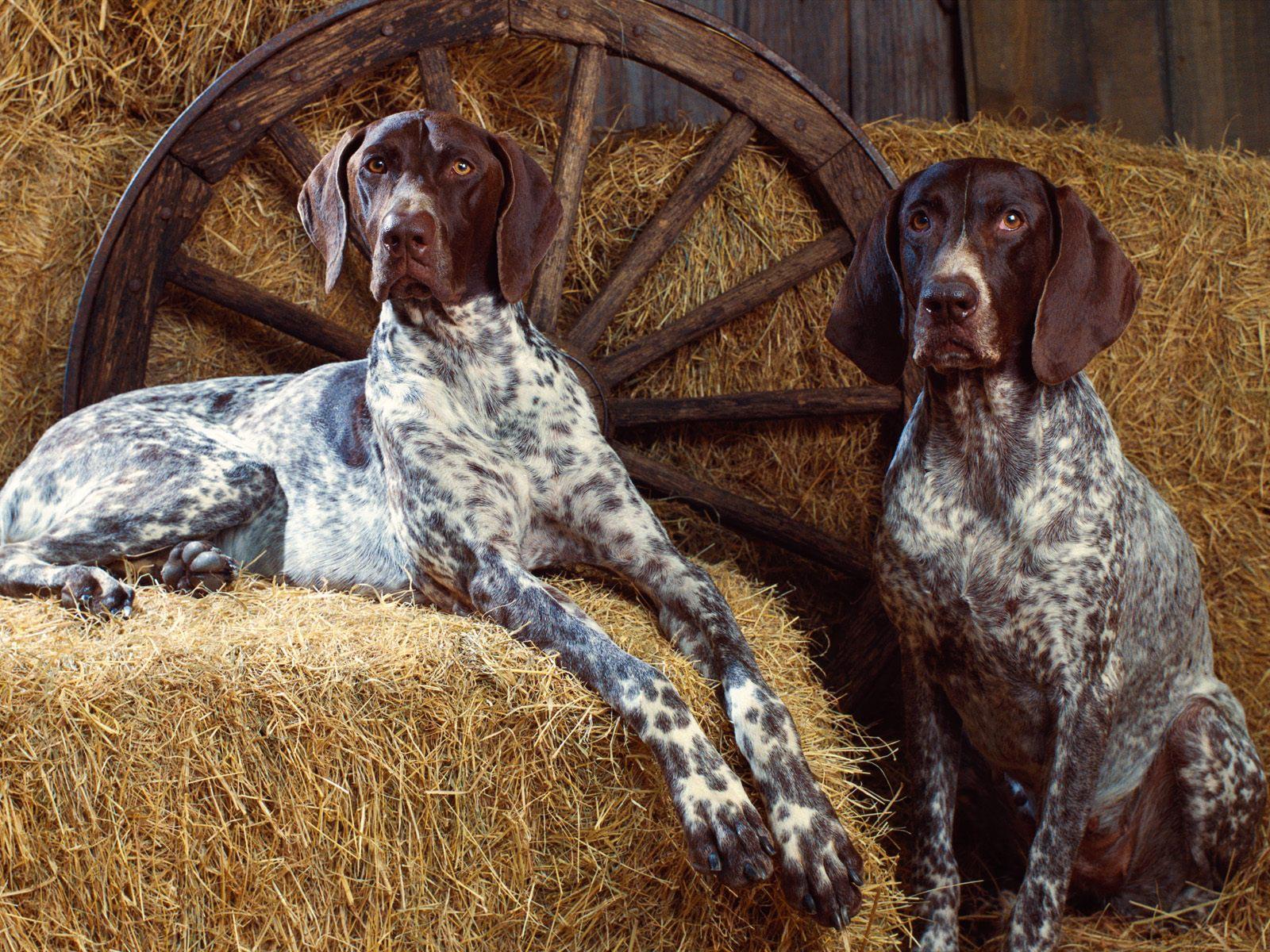 Bluetick Coonhound in the hayloft photo and wallpaper. Beautiful