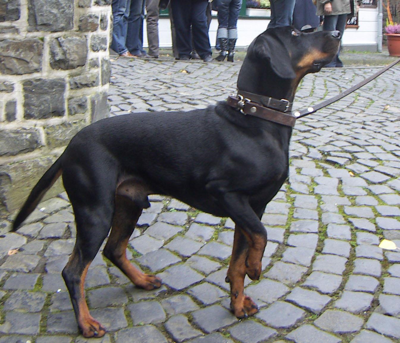 Black and Tan Coonhound Wallpaper HD Download