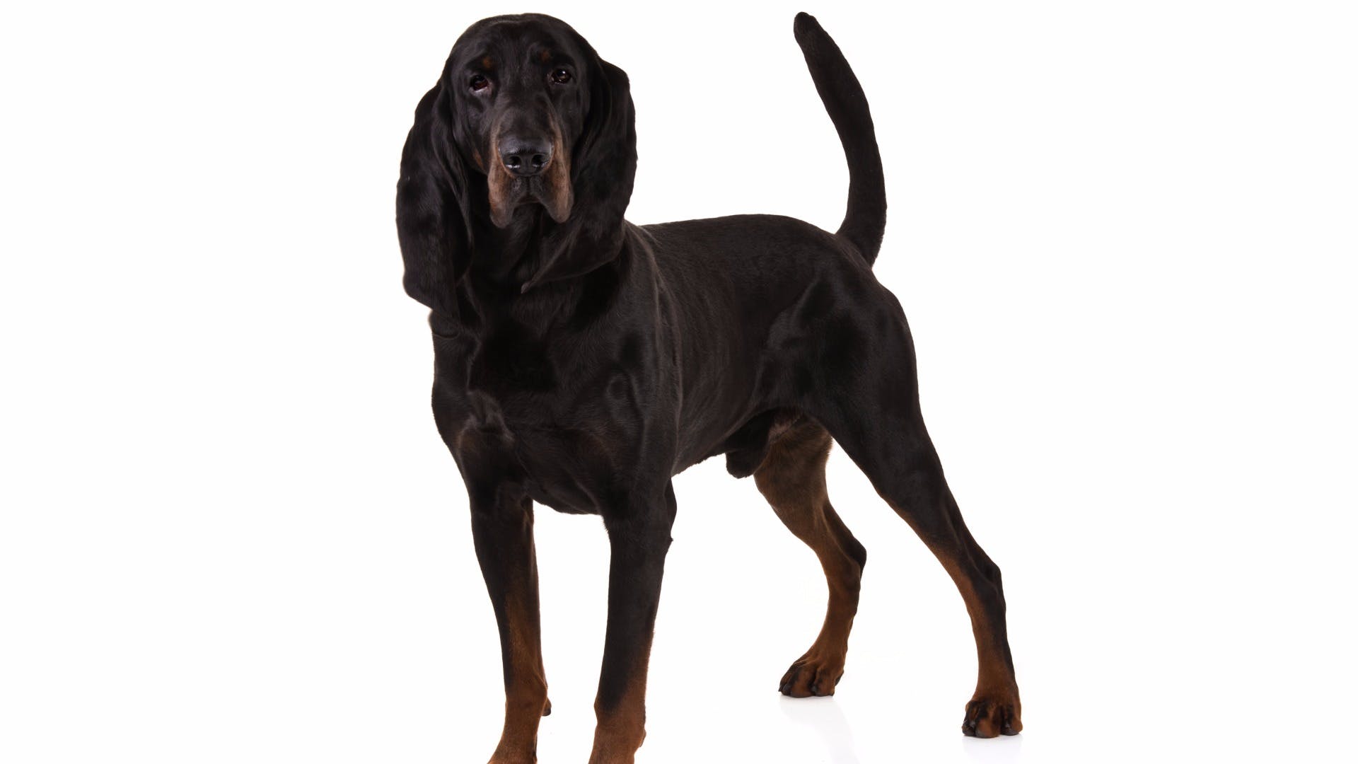 AKC.TV, Black And Tan Coonhound