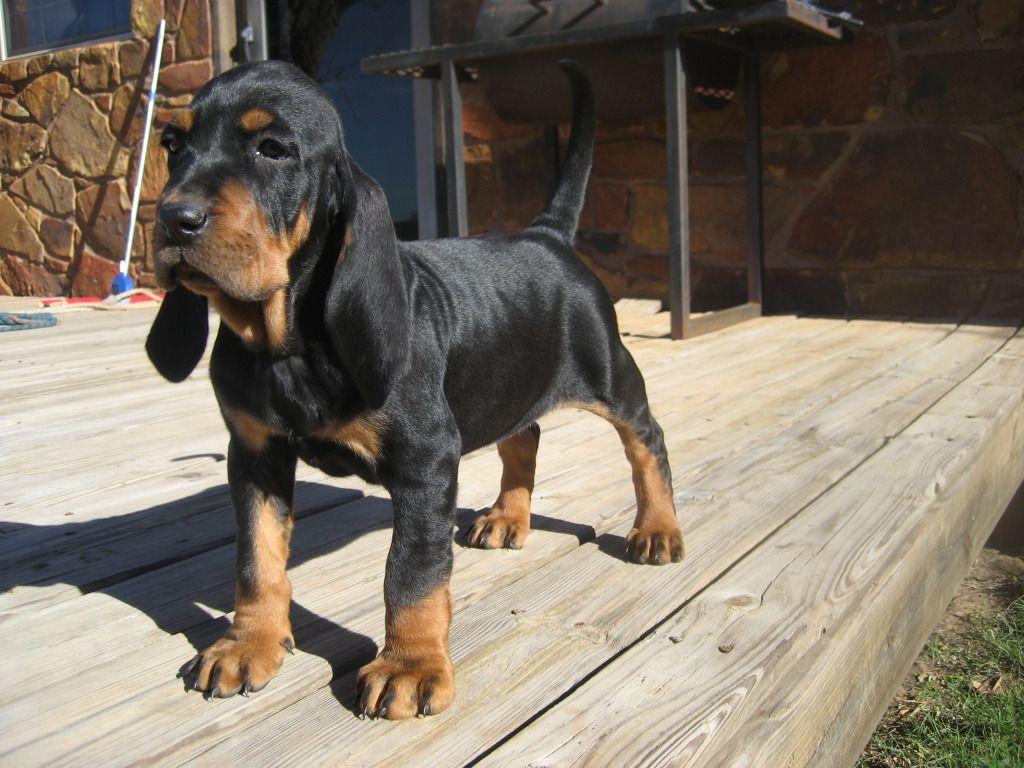 UKC Forums cross in Black and Tan History