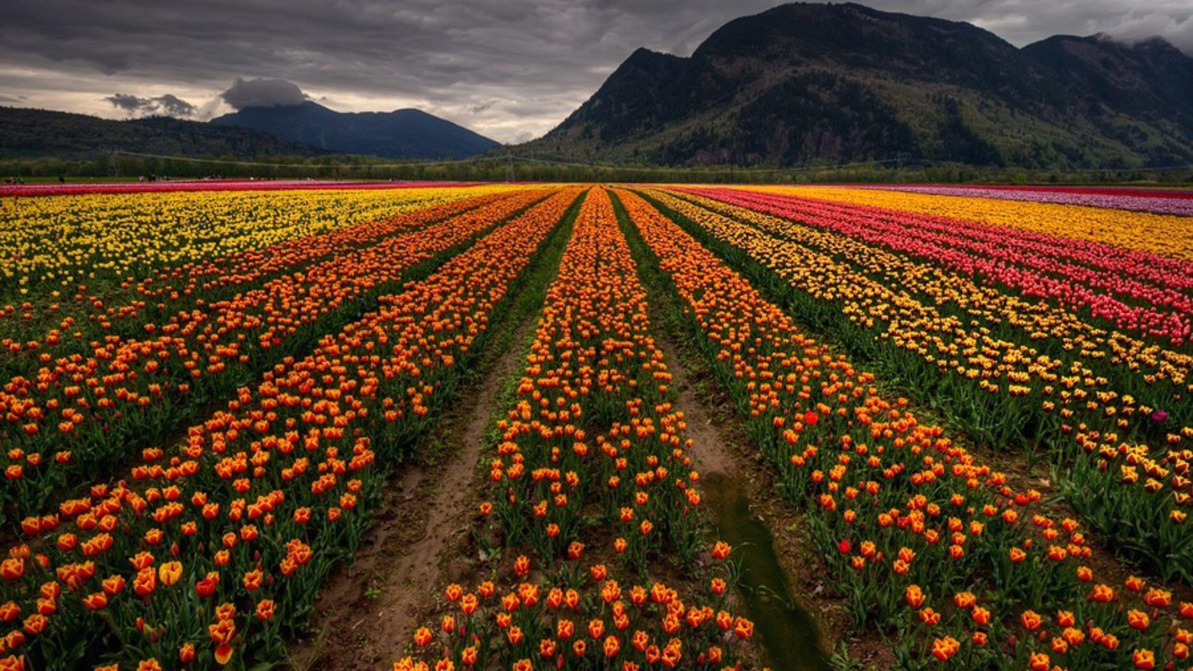 Orange Garden Wallpaper