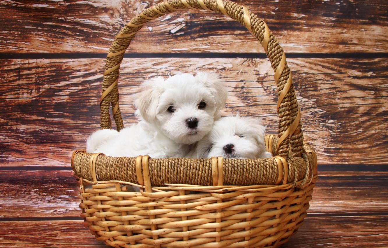 Wallpaper white, puppy, dog, timber, dogs, basket, pet, twins, puppies, fur, lumber, white fur, wicker, maltese dogs image for desktop, section собаки