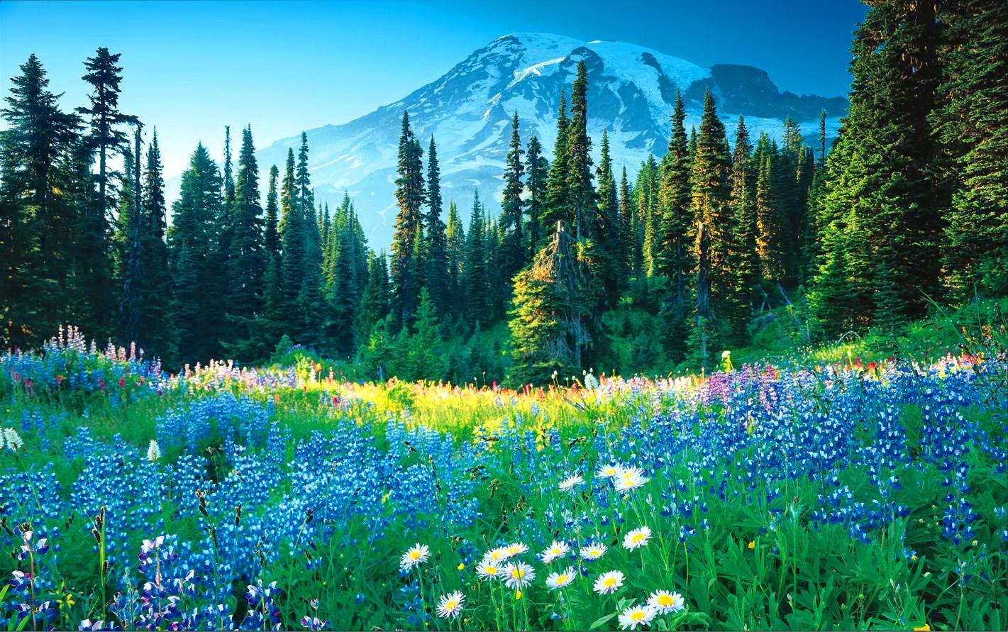 Mountains: Mountain Paradise Colorful Flowers Grass Mountainscape