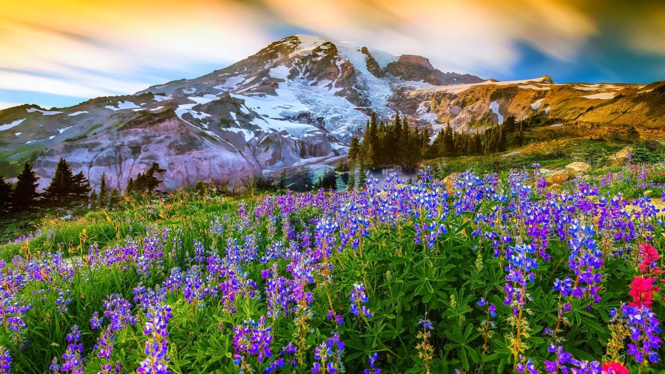 Mountains: Mountain Paradise Colorful Flowers Sky Peak Nature