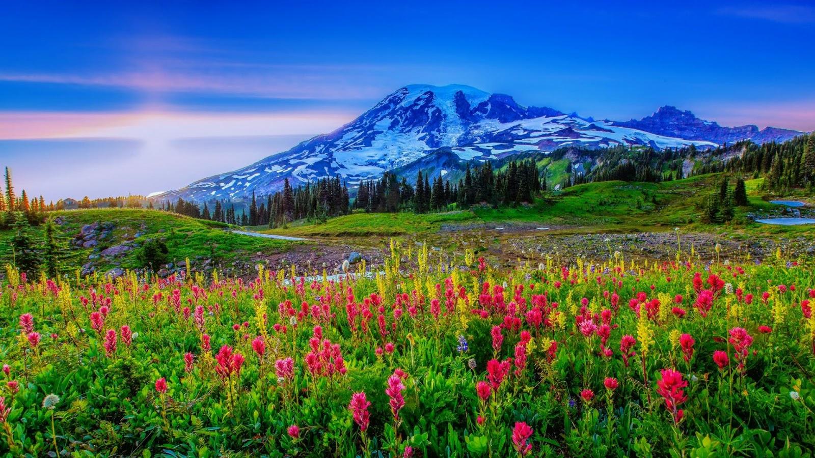 Free Download Amazing Lovely Wallpaper Mountain Summer Flower