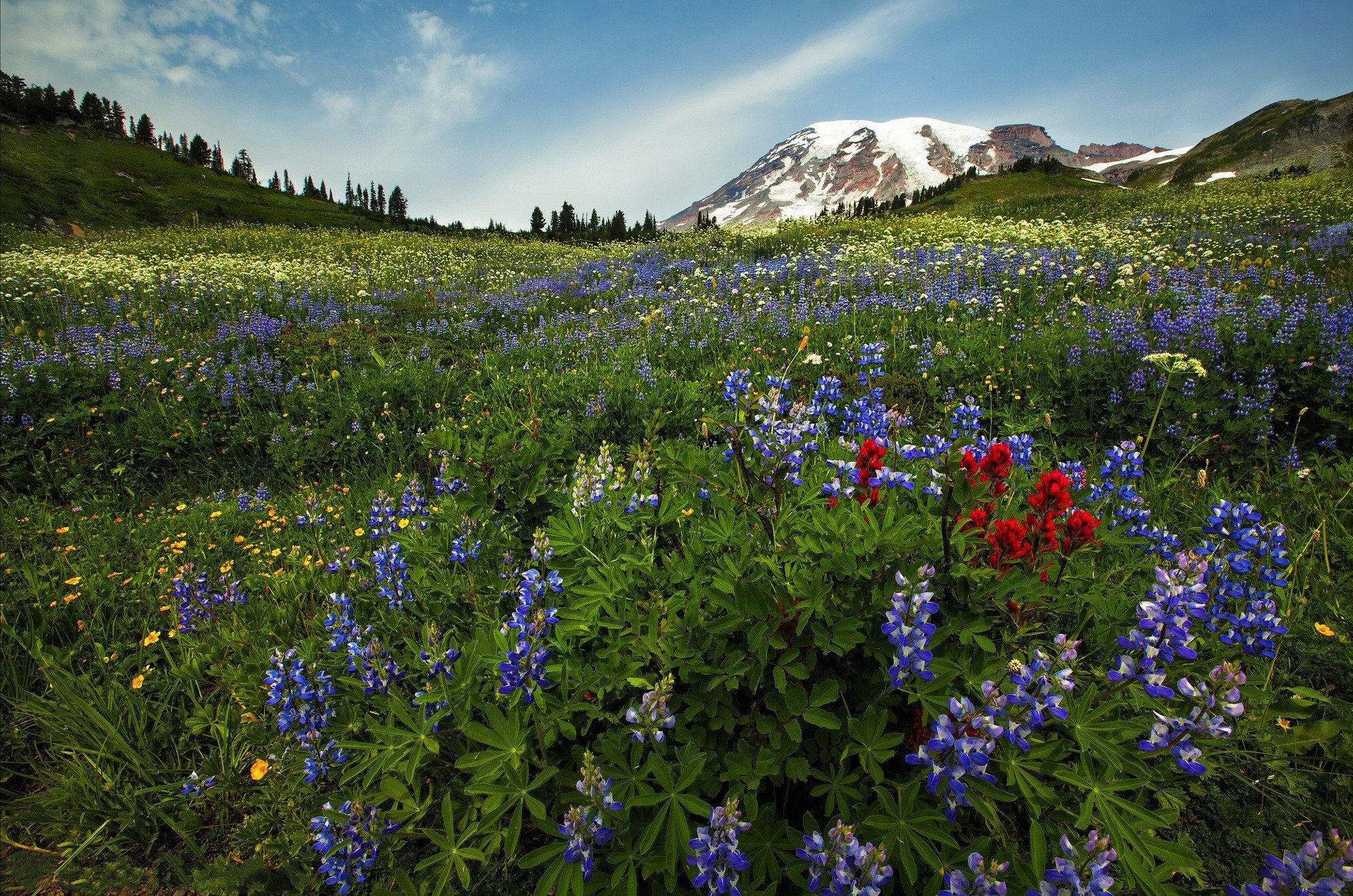 Mountain: Mountain Paradise Grass Slope Flowers Sky Wildflowers Nice