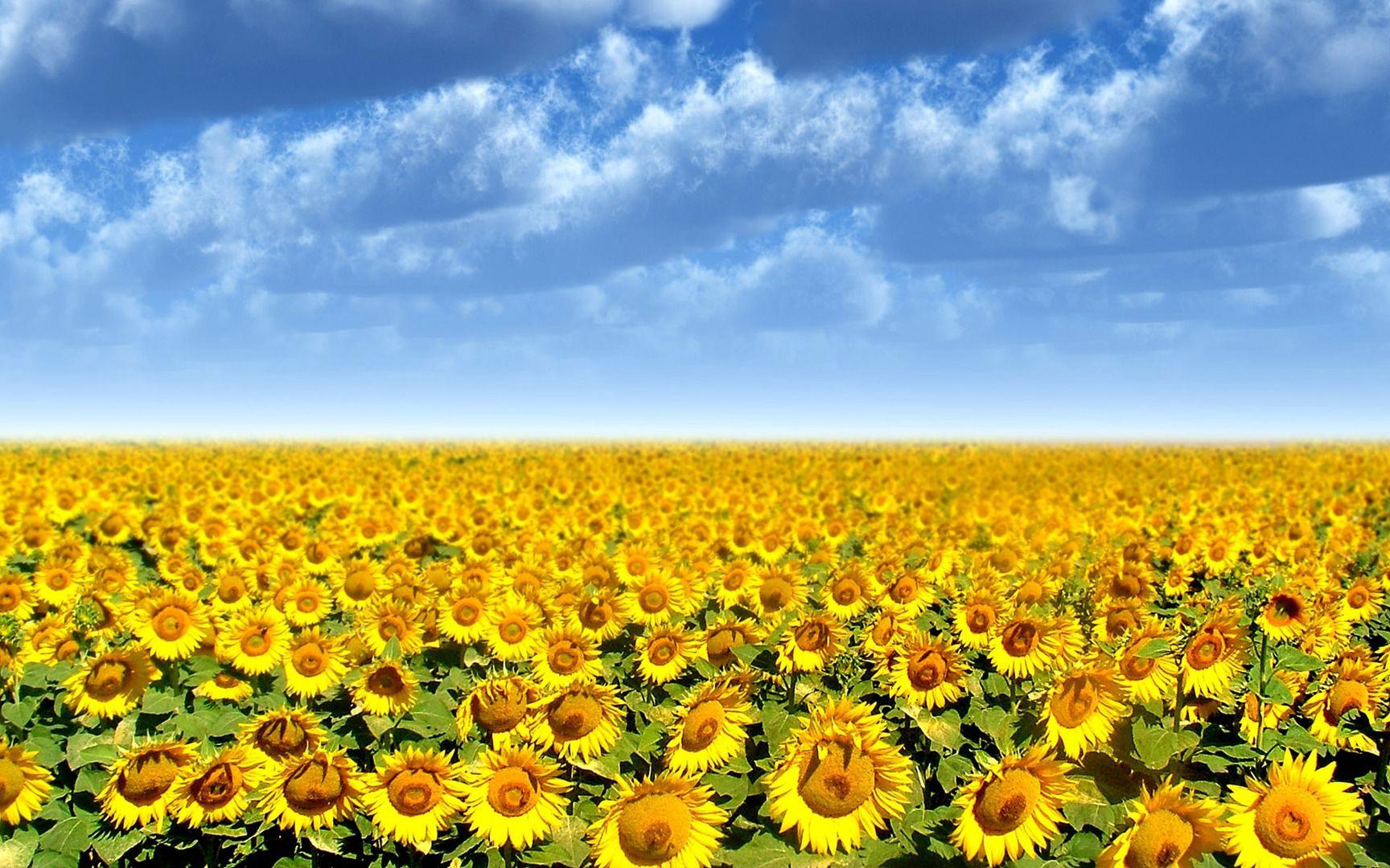 Sunflower Field Flowers 1080p HD Wallpaper for Desktop. Sunflowers