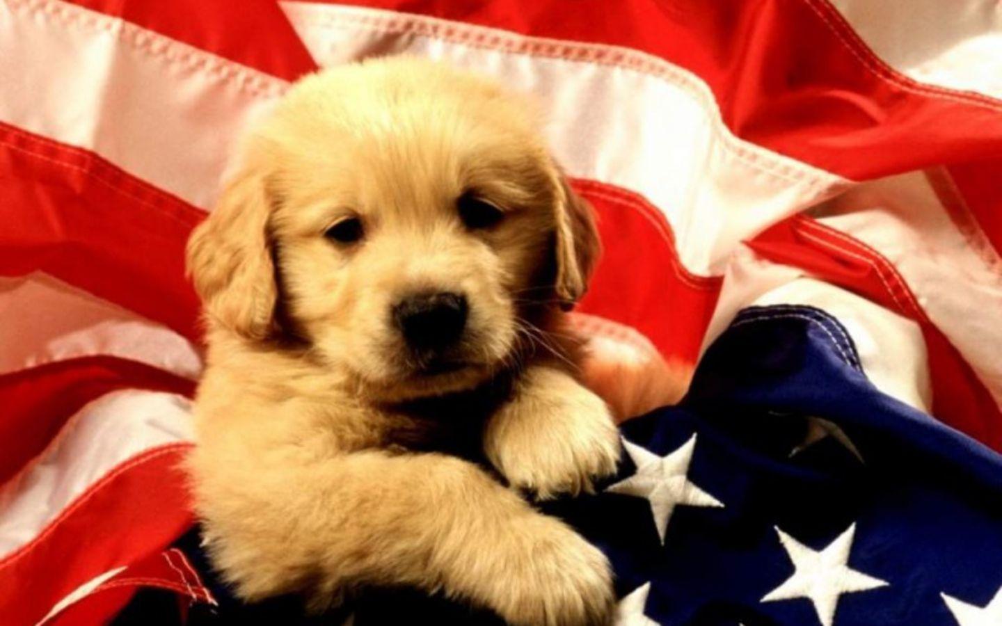 Cute HD National Dog Day Wallpaper For Celebration And Concern. PowerPoint E Learning Center