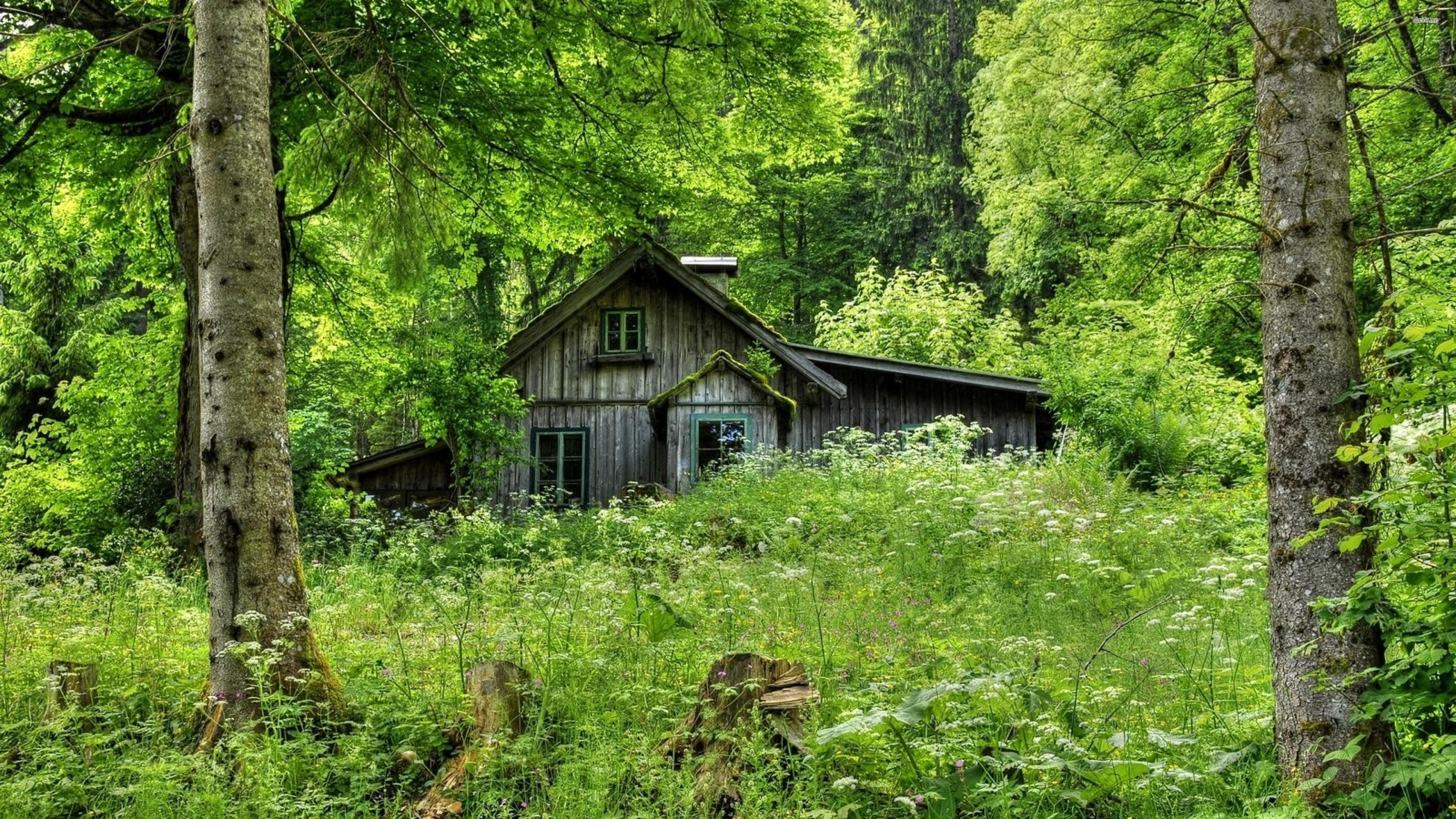 Old wooden cottage in the forest wallpaper wallpaper