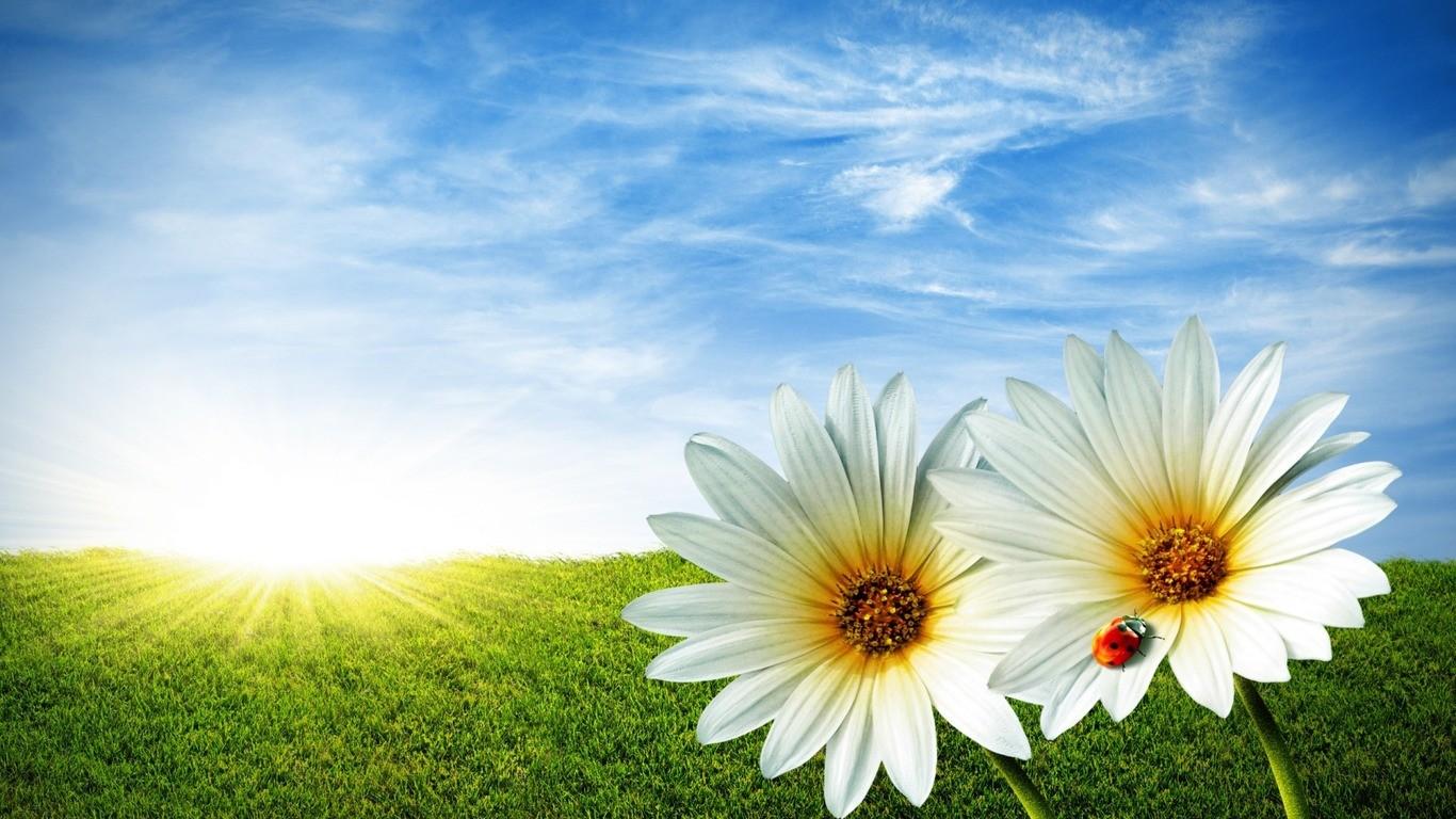 Summer Flowers Sunshine Wallpaper HD