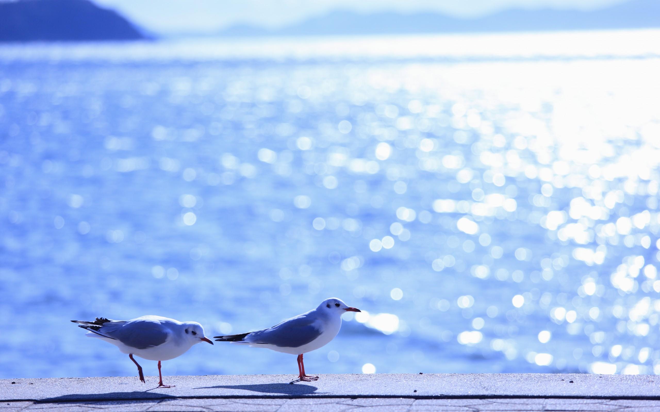 gulls, Birds, Sea, Waves, Reflections, Light, Sun, Summer, Shine, Ocean, Sea, Water Wallpaper HD / Desktop and Mobile Background