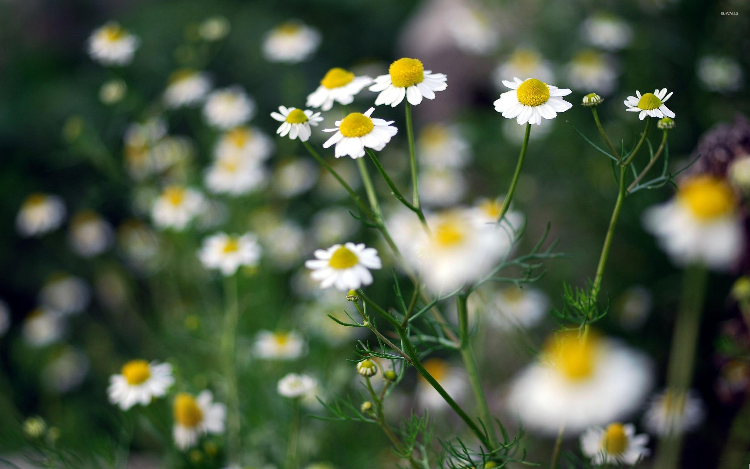Chamomile wallpaper wallpaper