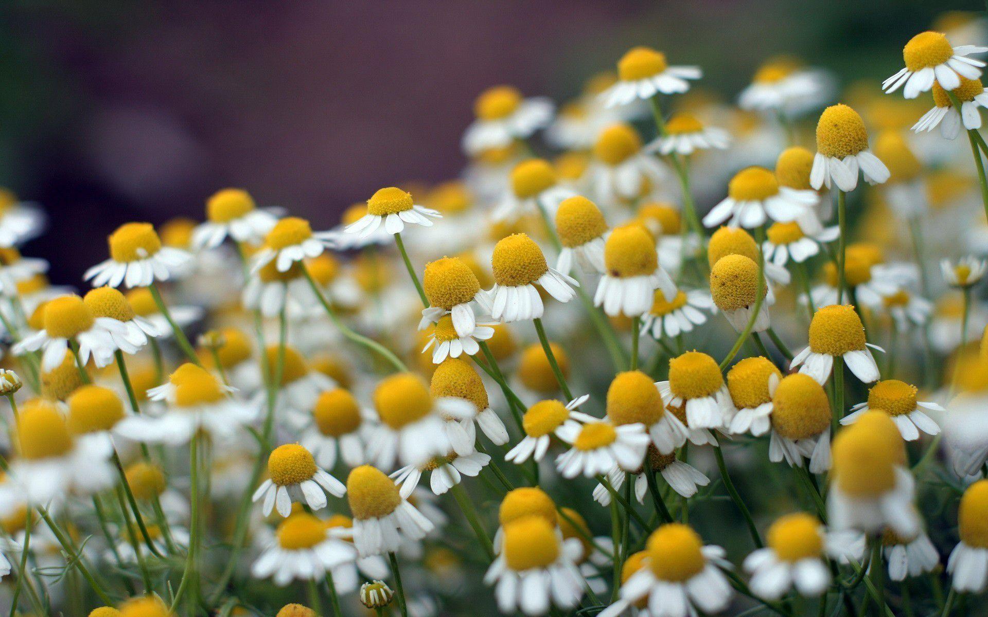 Pretty Chamomile Wallpaper