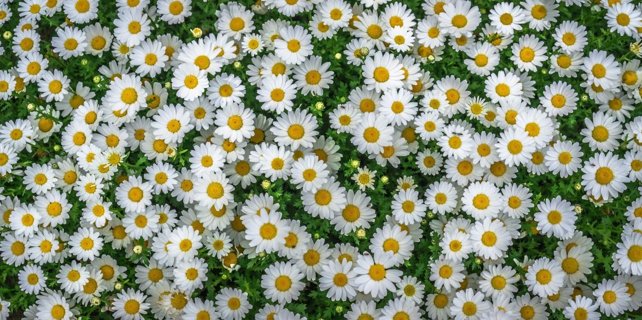 Chamomile Field Flowers Flowerbed Image
